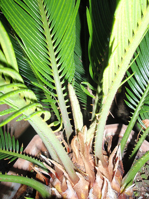 cycas P9020255