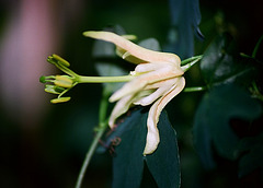 Passiflora aurantia (2)