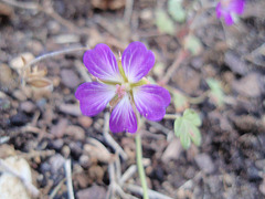 géranium cinéréum 'tanya rendall' P9290393