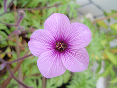 géranium maderense P9290380