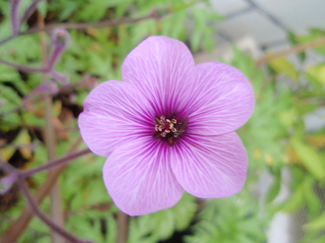 géranium maderense P9290380
