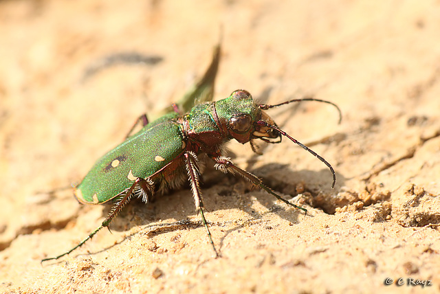 Green Tiger Beetle