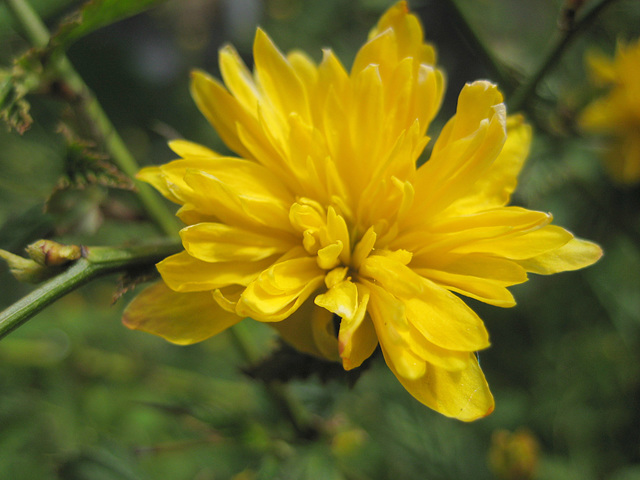 Ranunkelstrauch - Blüte