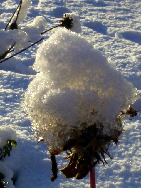 Les gaillardes ont mis leur bonnet