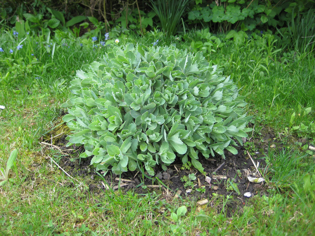 Fette Henne (Sedum spectabile)  --  Mai / May