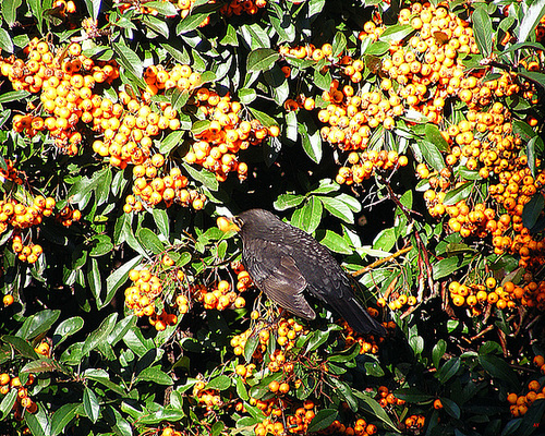 Bird eating berries