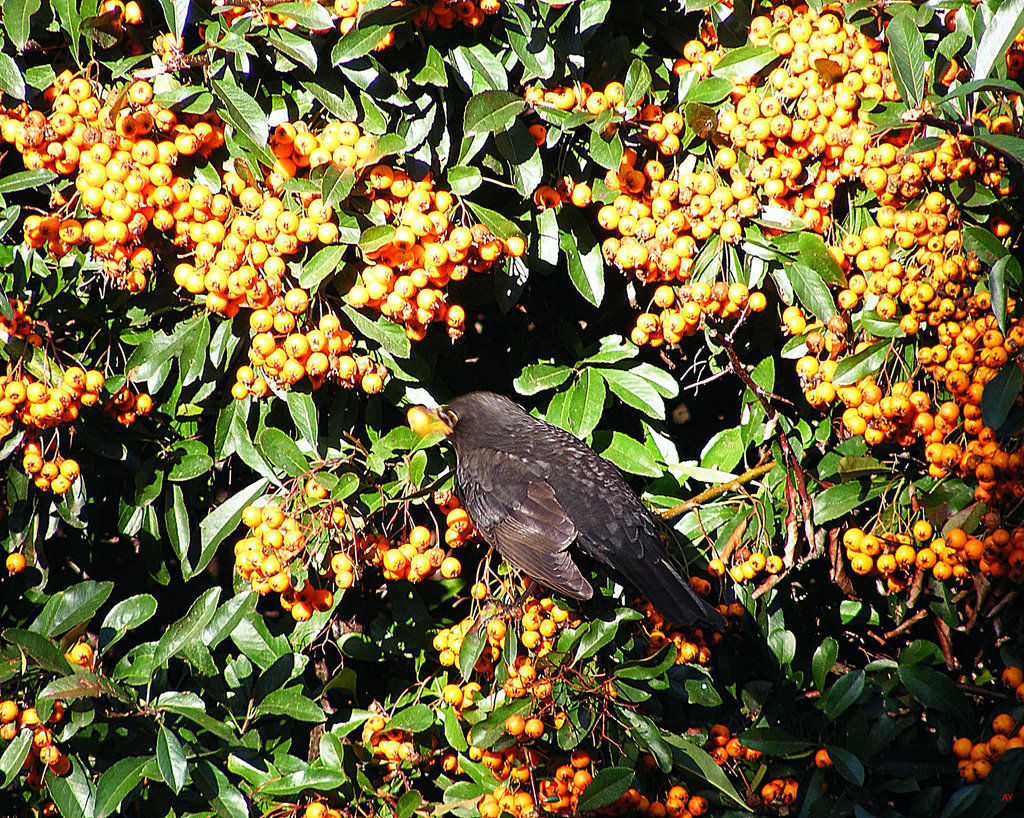 Bird eating berries