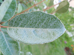 eleagnus x ebbingei P9120330