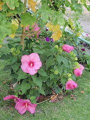 hibiscus moscheutos P9120321