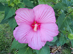 hibiscus moscheutos P9120336