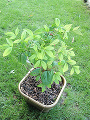 nandina domestica 'fire power'  P9120299