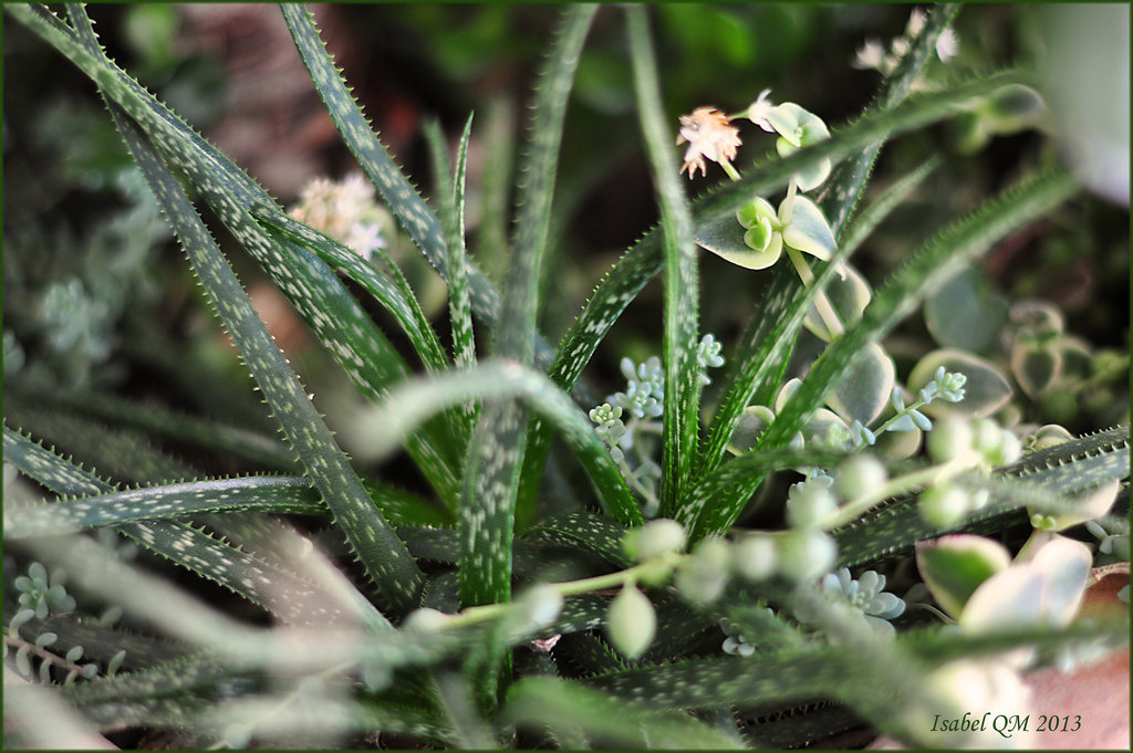 Aloe bellatula