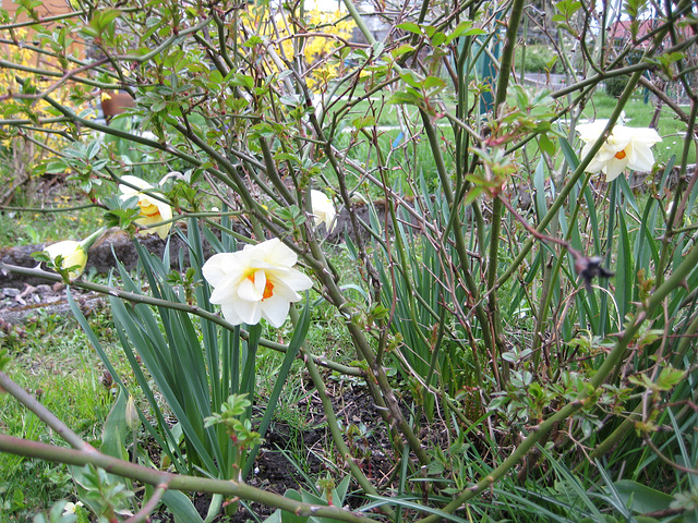 Narzissen unter dem Rosenstock