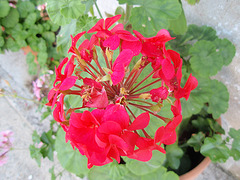 pelargonium P9120339