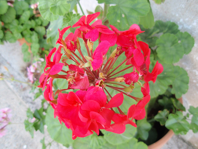 pelargonium P9120339