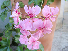 pelargonium P9120340