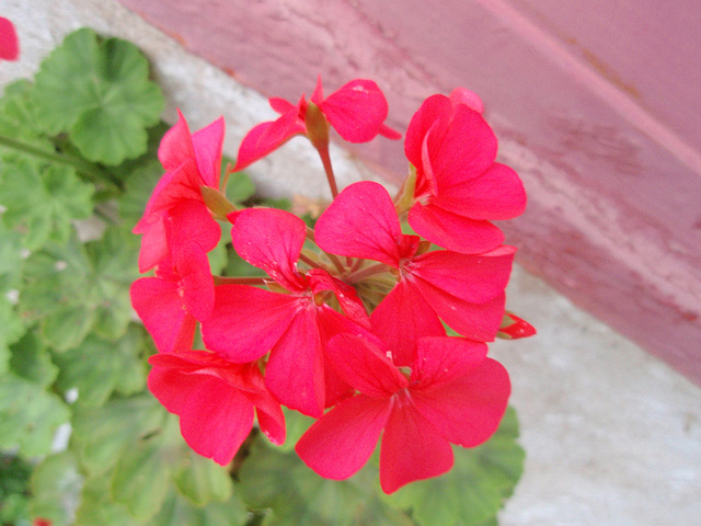 pélargonium P9290384