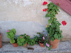 pelargoniums P9120341