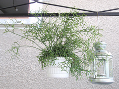 rhipsalis P9120280