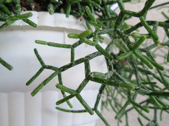 rhipsalis P9120288