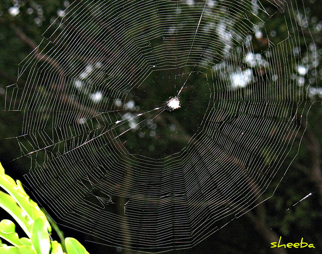 Web weaving 101...