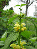 Goldnessel (Gelbe Taubnessel - Lamium galeobdolon)