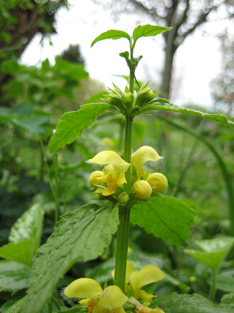 Goldnessel (Gelbe Taubnessel - Lamium galeobdolon)