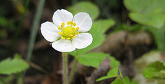 Blüte einer Walderdbeere (Fragaria vesca)