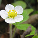 Blüte einer Walderdbeere (Fragaria vesca)