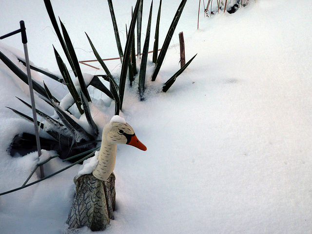 gans viel schnee