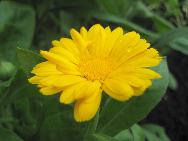 Ringelblume (Calendula officinalis)