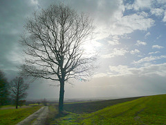 Baum im Herbstlicht