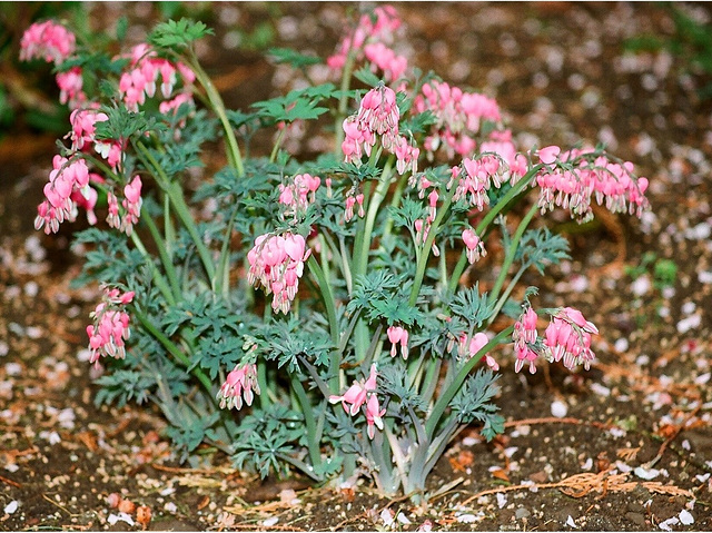 Dicentra spectabilis rose - Vinay