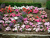 Impatiens walleriana hybrides