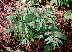 Onoclea sensibilis-Fougère