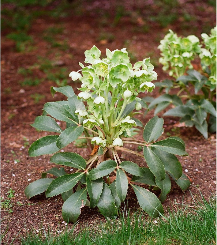 heleborus argutifolius-Vinay