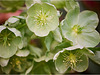 helleborus argutifolius