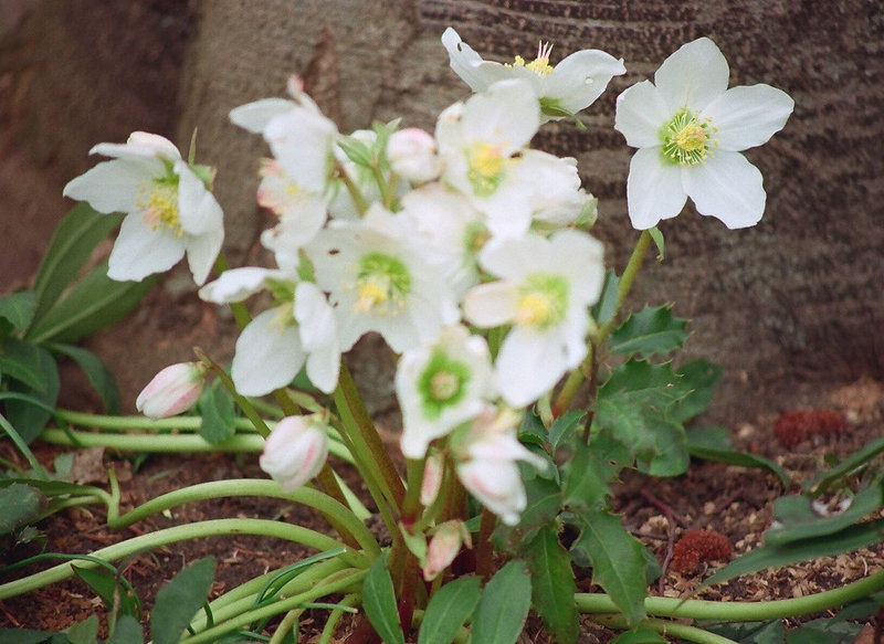 helleborus niger