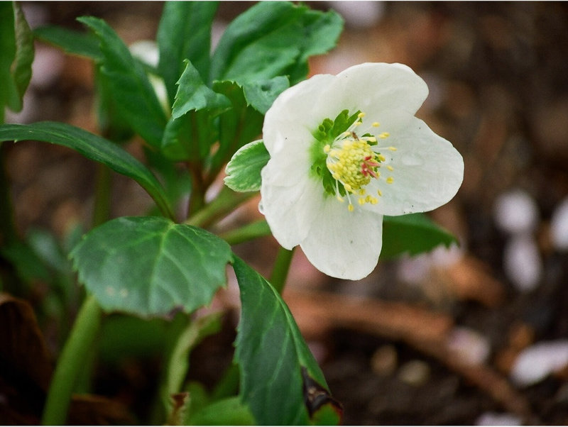 Hellebore noire