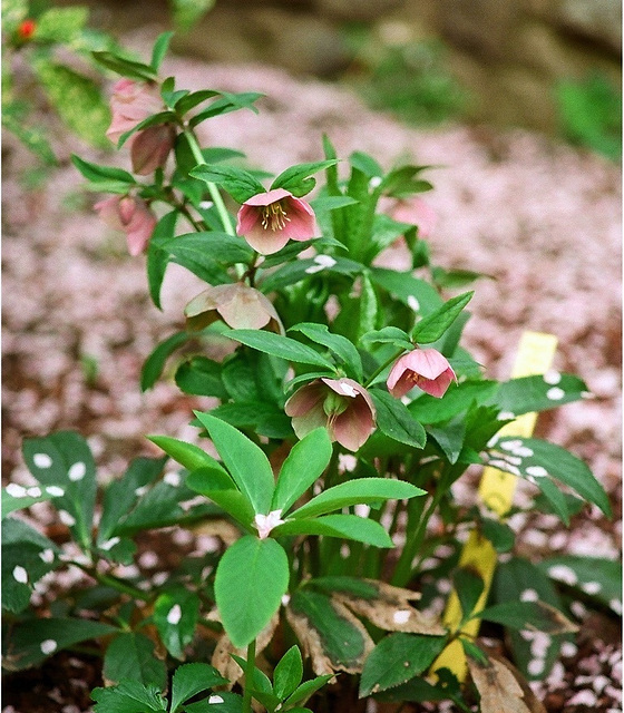 Hellebore orientale -Vinay