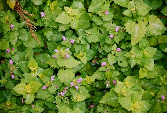 un lamium