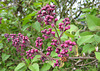 Fliederknospen (Syringa Vulgaris)