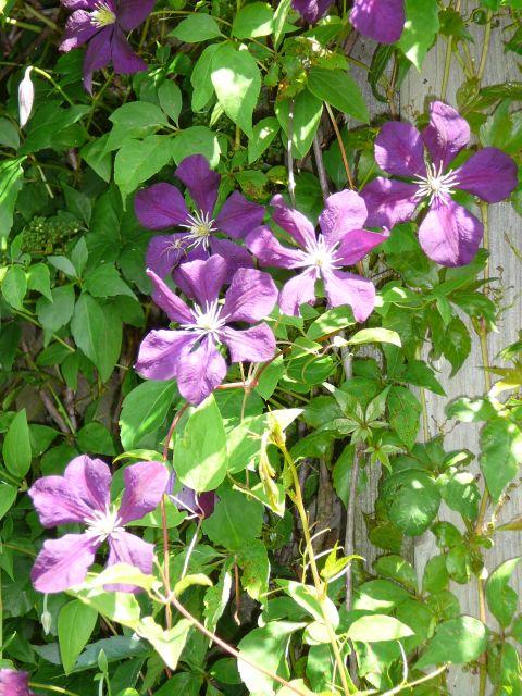 Clematis