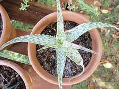 aloe rauhii snowflake P8010075