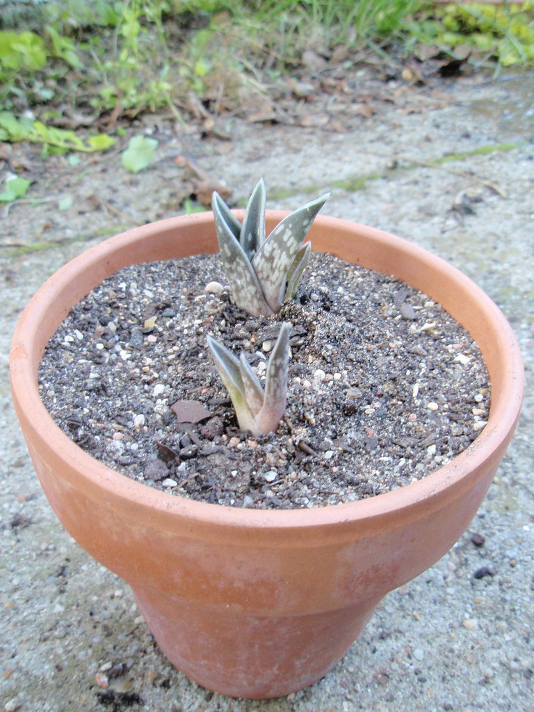 aloe variegata P8200048