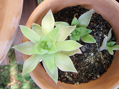 haworthia cooperi P8010074