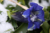 20101201 8903Aw [D~LIP] Stengelloser Enzian (Gentiana acaulis), BS