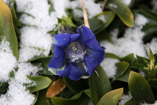 20101201 8900Aw [D~LIP] Stengelloser Enzian (Gentiana acaulis), BS