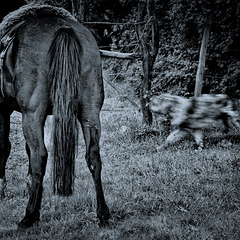 the quick dog and the horse tail