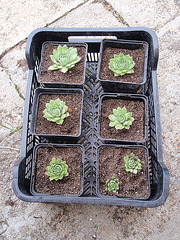 sempervivum P8220061